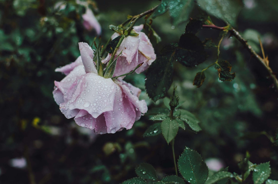 roses